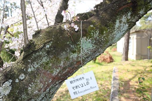 『ソメイヨシノ』2017年名古屋の桜は早かった件