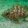 Thumbnail of post image 095