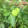 Thumbnail of post image 095